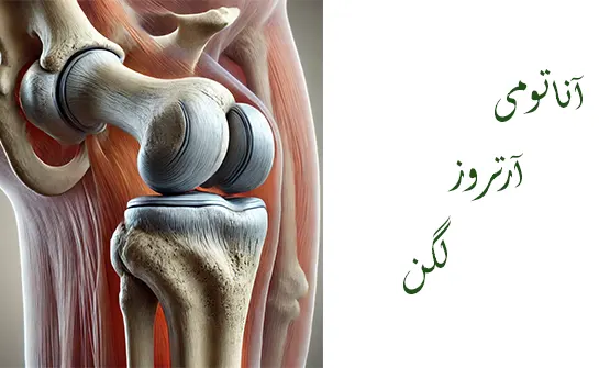 آناتومی ارتروز لگن